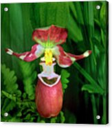 Spotted Ladyslipper Orchid Ala Acrylic Print
