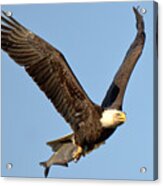 Spring 2023 Eagle With A Fresh Catch Acrylic Print
