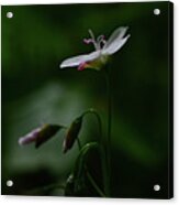 Spring Beauty Standout Acrylic Print