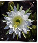 Spring Cactus Flower Acrylic Print