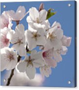 Spring Cherry Bloooms Acrylic Print