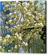 Spring Cherry Tree Branches At Keukenhof Gardens Acrylic Print