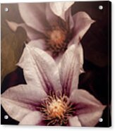 Spring Clematis Acrylic Print