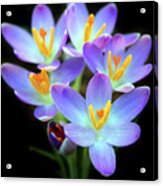 Spring Crocus Acrylic Print