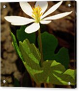 Spring Ephemeral Bloodroot Flower Fl10453 Acrylic Print