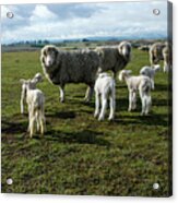 Springtime Babies - High Country Sheep Muster, South Island, New Zealand Acrylic Print