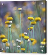 Spring Time. Happy Valley Acrylic Print