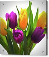 Spring Tulips Acrylic Print