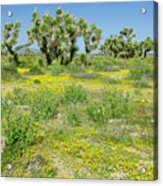 Spring Wildflowers And Joshua Trees - Mojave Desert California Acrylic Print
