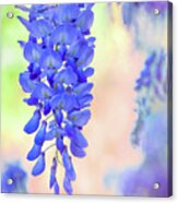 Spring Wisteria In Mississippi Acrylic Print