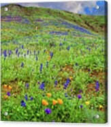 Spring Wonders In Malibu Panorama Acrylic Print