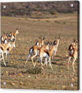 Springbok Acrylic Print