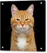 Squinting Ginger Cat Acrylic Print