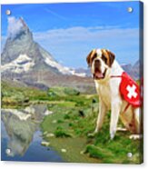St. Bernard Dog In Switzerland Acrylic Print