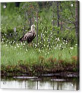 Standing Bold. White-tailed Eagle Acrylic Print