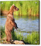 Standing Grizzly Bear - 1 Acrylic Print