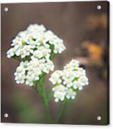 Standing Out In A Crowd Acrylic Print