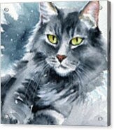 Stanford Maine Coon Cat Painting Acrylic Print