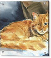 Stanley Fluffy Ginger Cat Painting Acrylic Print