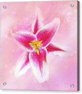 Stargazer Lily Acrylic Print