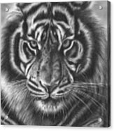 Staring Tiger Acrylic Print