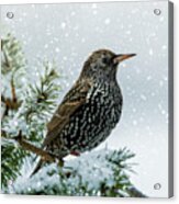Starling In Snow Acrylic Print