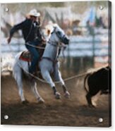 Steer Roping - 2 Acrylic Print