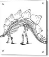 Stegosaurus Bones Acrylic Print
