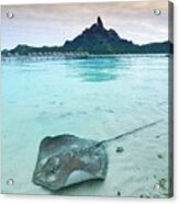 Stingray In Bora Bora Acrylic Print