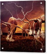 Stormin' Longhorns Acrylic Print