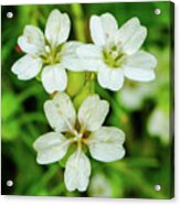 Streambank Springbeauty Acrylic Print