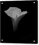 Study In Form  Lily Acrylic Print