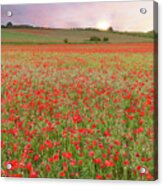 Norfolk Poppy Fields At Sunrise In England Acrylic Print