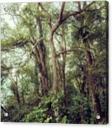 Subtropical Forest Acrylic Print
