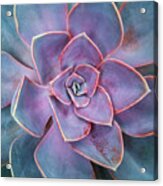 Succulent Detail Botanical Wall Art Pl10400 Acrylic Print