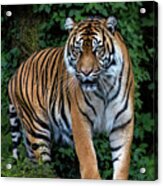 Sumatran Acrylic Print