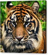Sumatran Tiger Up Close And Personal Acrylic Print