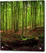 Summer Forest Panorama Acrylic Print