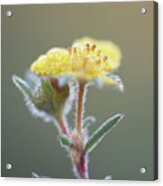 Summer Potentilla Acrylic Print