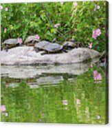 Summer Turtles In The Park Acrylic Print
