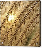 Sun Through The Seeds -  Pampas Grass Backlit By Sun Acrylic Print