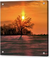 Suncatcher - Sunset With Sun Pillar Behind A Solitary Oak Tree In Winter Wi Field Acrylic Print