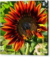 Sunflower 1 Acrylic Print