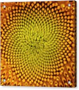 Sunflower Abstract Acrylic Print