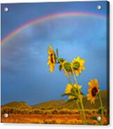 Sunflower And Rainbows Acrylic Print