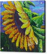Sunflower At Sunset Acrylic Print