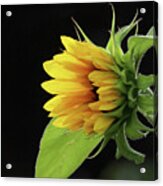 Sunflower Awakening Acrylic Print