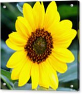 Sunflower Blessings Acrylic Print