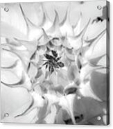Sunflower Blossom Black And White Abstract Acrylic Print