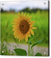 Sunflower Blossom In Full Splendor Acrylic Print